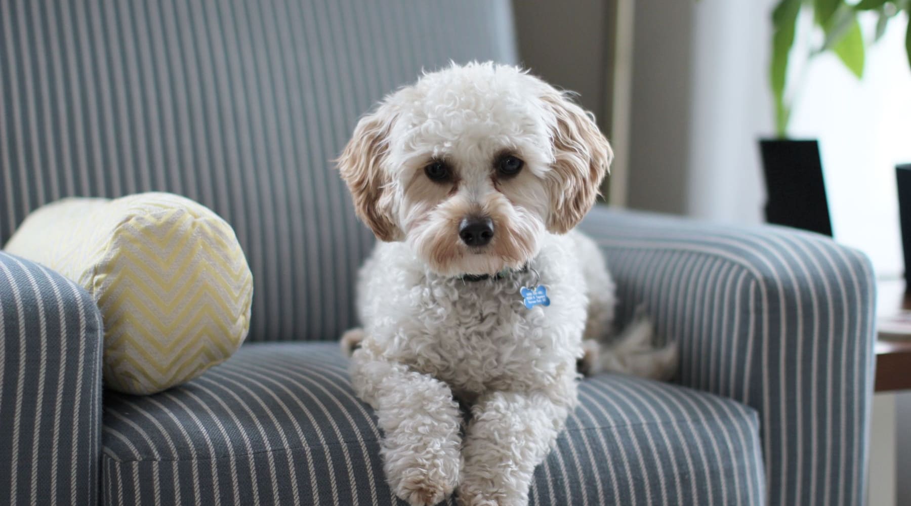 pets-and-furniture